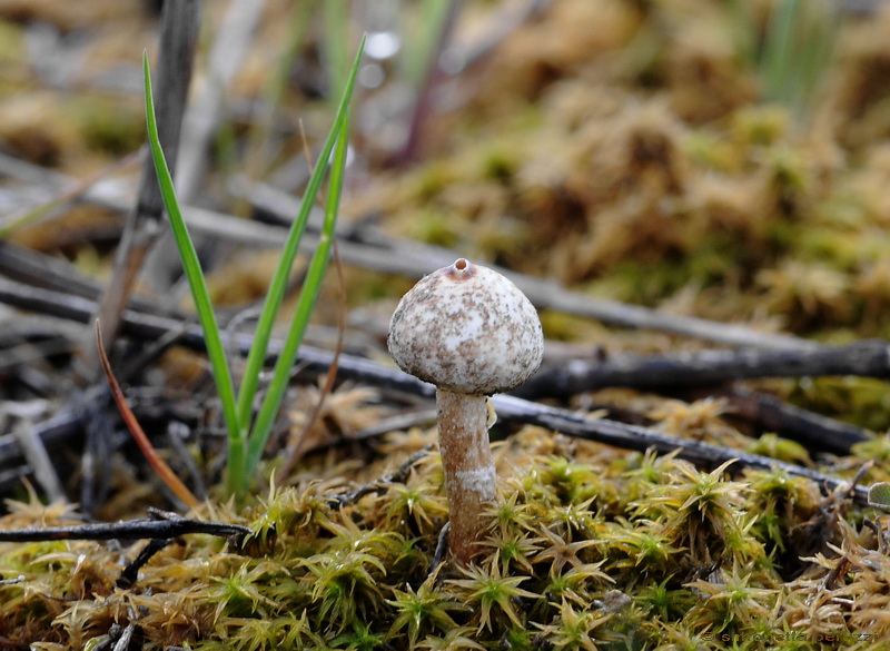 Tulostoma brumale